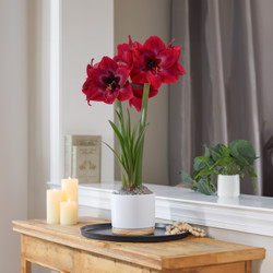 Amaryllis  Red Pearl,Matte White with Wood Pot 1 Kit