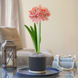 Amaryllis  Dancing Queen, Matte Black with Wood Pot 1 Kit