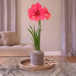 Amaryllis  Pink Surpirse, Matte Gray with Wood Pot 1 Kit