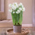 Daffodil Ziva Paperwhites, Ceramic and Wood Pot Growing Kit