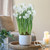 Daffodil Ziva Paperwhites with Ceramic Pot Growing Kit