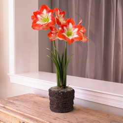 Amaryllis  Minerva, Twig Style Pot 1 Kit