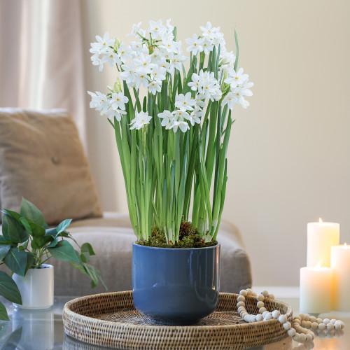 Daffodil Ziva Paperwhites with Ceramic Pot Growing Kit