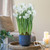 Daffodil Ziva Paperwhites with Ceramic Pot Growing Kit