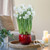 Daffodil Ziva Paperwhites with Globe Pot Growing Kit