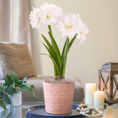 Amaryllis Double Arctic with Hatch Mark Terracotta Pot Growing Kit