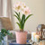 Amaryllis Double Nymph with Hatch Mark Terracotta Pot Growing Kit