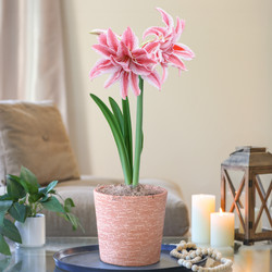 Amaryllis Doublet with Hatch Mark Terracotta Pot Growing Kit