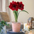 Amaryllis Premiere with Hatch Mark Terracotta Pot Growing Kit