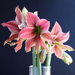 The flowers of amaryllis Exotic Star in a clear glass vase.