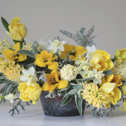 A collection of spring-blooming bulbs including yellow tulips, pale yellow hyacinths and creamy white daffodils.