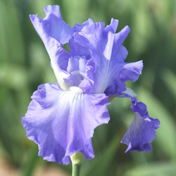 Side view of bearded iris Victoria Falls, showing the flower's lavender-blue petals with white highlights.