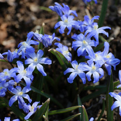 The sky blue and white flowers of Chionodoxa Blue Giant, blooming in a spring garden.