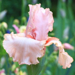 Bearded Iris Peggy Sue