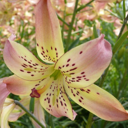 Asiatic lily Corsage, showing one large flower with creamy white and pale pink petals that are slightly reflexed.