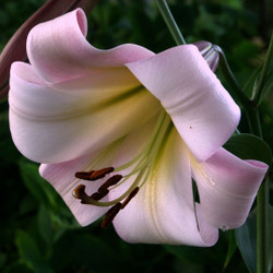 Oriental Trumpet lily Eastern Moon, showing one very large, fragrant, silvery-pink flower with recurved petals.