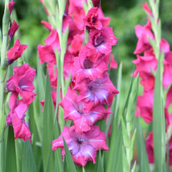 Gladiolus Lumiere