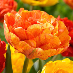 One orange sunlover double late tulip