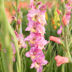 Gladiolus Happy Disco