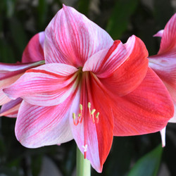 The flower of amaryllis Gervase