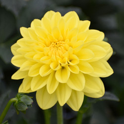 Dahlia Decorative Sun Lady