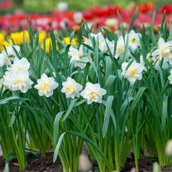 Daffodil Double White Lion - Bulk Offer