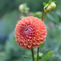 The deep orange flower of ball dahlia Cornel Bronze, highlighting the blossom's perfectly round shape and densely-packed petals.