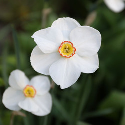 Daffodil Poeticus Actaea