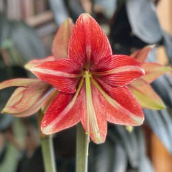 Amaryllis Single Opal Star