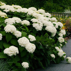 Hydrangea arborescens Annabelle, displaying its creamy white midsummer flowers and deep green foliage.