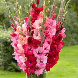 Gladiolus Rose Mix - Bulk Offer