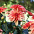 Dahlia Border Decorative Gallery Art Deco