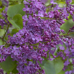 Close up on the deep purple flowers of lilac Yankee Doodle.