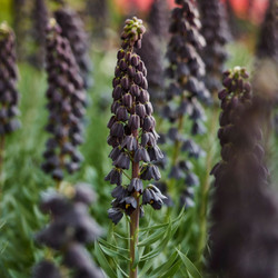 The blue-black flower of Fritillaria liliaceae Persica.