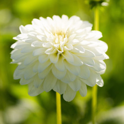 Dahlia Decorative Snow Cap