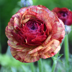 Ranunculus Aviv Picotee Cafe (Spring)