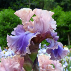 The ruffled, pale pink and lavender flowers of tall bearded iris Florentine Silk.