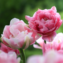 Double late tulips Aveyron and Finola, displaying their peony-like flowers in varying shades of pink.