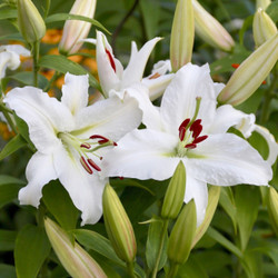 The snow-white flowers of Oriental lily Casa Blanca blooming in a summer garden.