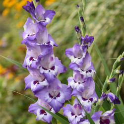 Gladiolus Vista, displaying the unique coloration of its flowers, which combines lavender with white and dark purple.