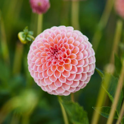 The dusky pink flower of ball dahlia Jowey Winnie, displaying hints of peach and mango.