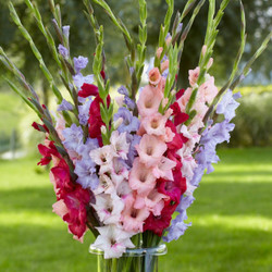 Gladiolus Pixie Dust Mix - Bulk Offer