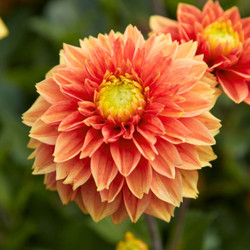 A single blossom of decorative dahlia Sunset Tropicana, showing the flower's warm colors of peach and tangerine orange.