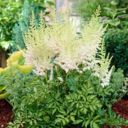 Astilbe Chinensis Milk and Honey