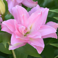 Lily Double Oriental Roselily Editha (Spring)