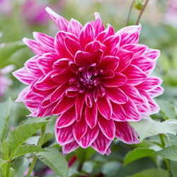 Dahlia Dinnerplate Mero Star