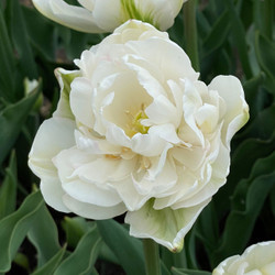 Tulip Double Late Mount Tacoma