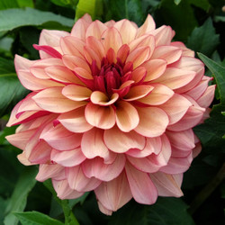 A single blossom of decorative dahlia Creme de Cognac, showing this flower's peach and copper petals with a brick red reverse.