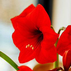 Amaryllis Single Red Lion