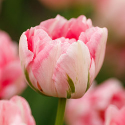 Tulip Double Late Finola